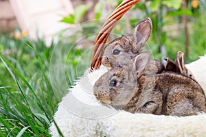 Three small and beautiful bunnies