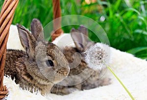 Three small and beautiful bunnies