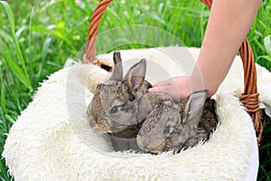 Three small and beautiful bunnies