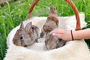 Three small and beautiful bunnies