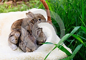 Three small and beautiful bunnies