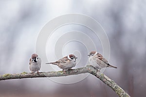 Three small birds vorobyov sits in a winter park under the falling snow on a tree branch