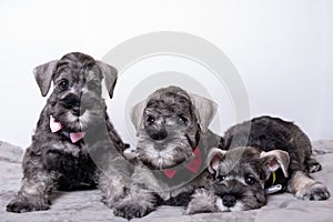 Three small black bearded schnauzer puppies lying next to each other on the bed and looking at you. Family of puppies