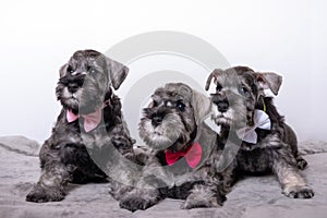 Three small black bearded schnauzer puppies lying next to each other on the bed and looking at you. Family of puppies