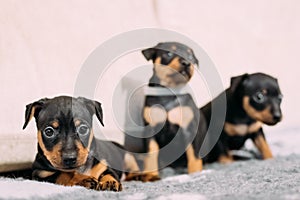Three Small Black Miniature Pinscher Zwergpinscher, Min Pin Puppy Dogs
