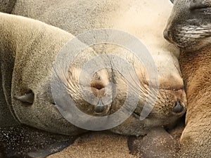 Three small brown fur seal sleeping together.