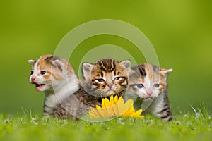 Three small cat / kitten sitting on meadow