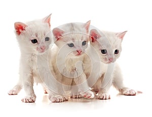 Three small cats