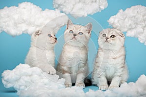 Three small cats sitting on a blue background with cotton clouds around.