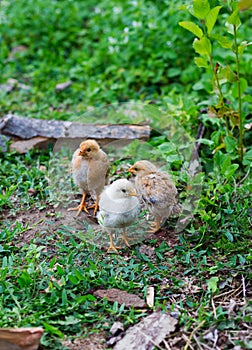 Three small chicken farm