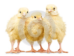 Three small chickens isolated on white background