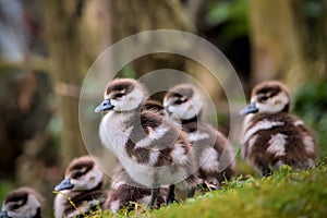 three small and cute fledglings of egyptian geese