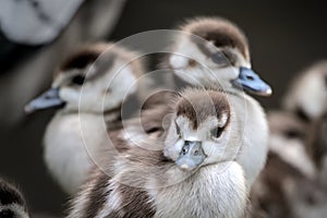 three small and cute fledglings of egyptian geese