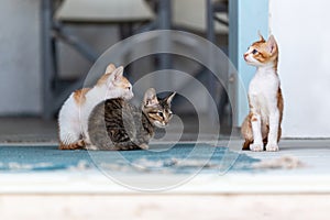Three small, cute kittens. Two kittens are snuggling together and one is sitting upright on the wooden floor
