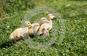 Three small fluffy ducklings outdoor. Yellow baby duck birds on spring green grass discovers life.