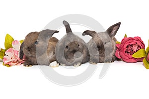 Three small fold-eared rabbits are sitting next to flowers