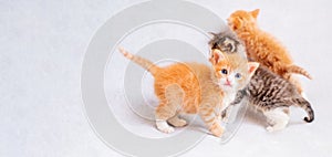 Three small funny kittens, two red and one gray on the background of a light soft plaid