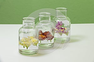 Three small glass jars with flower oil