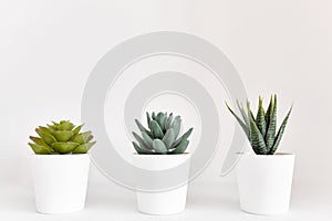 Three small green flowers in white pots on a white background