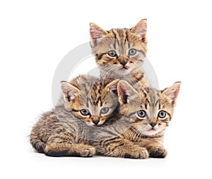 Three small kittens.