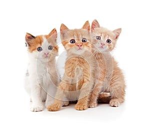 Three small kittens