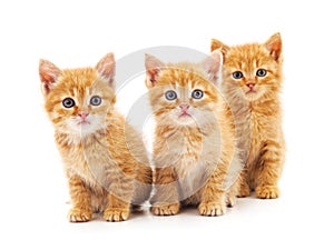 Three small kittens
