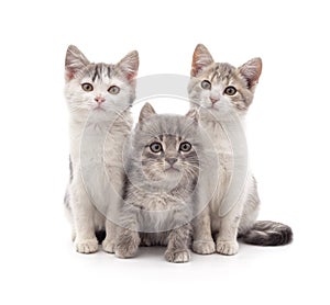 Three small kittens