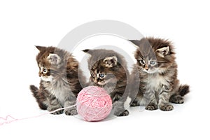 Drei klein kätzchen 