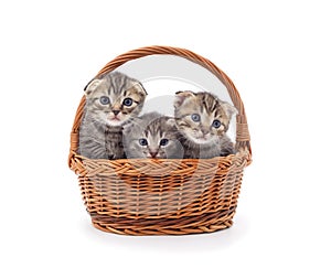 Three small kittens in the basket