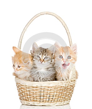 Three small kittens in a basket.