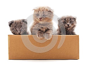 Three small kittens in the box