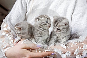Three small kittens in female hands. Scottish fold kittens. Pet concept