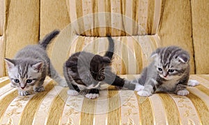 Three small kittens of Scottish breed on the couch