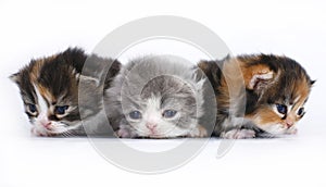 Three small kittens on a white background