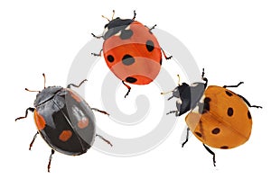 Three small ladybugs on white photo