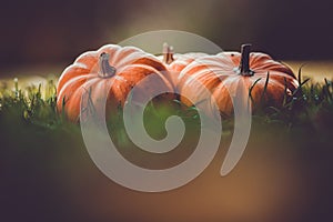 Three small pumpkins jack on the grass