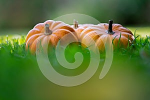 Three small pumpkins jack on the grass