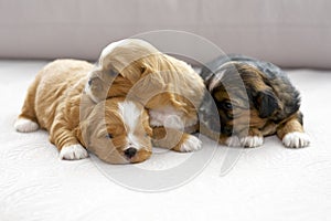 Three small puppies snuggling