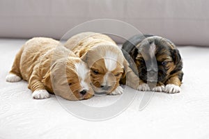 Three small puppies snuggling