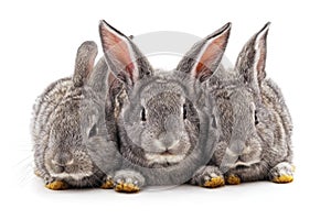 Three small rabbits