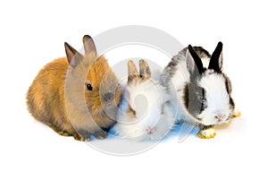 Three small rabbits isolated