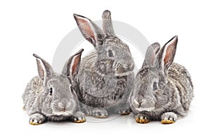 Three small rabbits