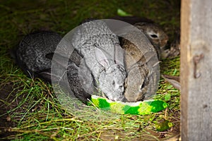 Three small rabbits nibble on a watermelon rind. Rabbit breeding