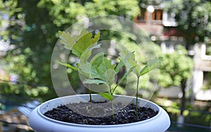 Three small seedlings of oak tree