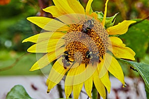 Three small sleeping bees on yellow flower