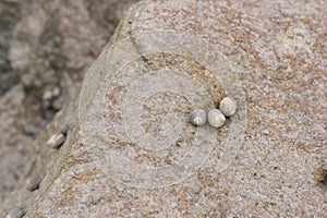 Snails on a Rock