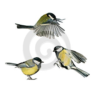 Three small songbirds tit fly and stand on a white isolated background in various poses and views photo