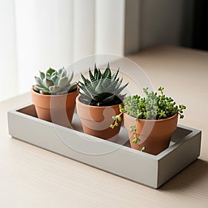 A minimalist design complementing the soft natural light filtering