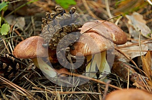 Three small Suillus luteus mushrooms