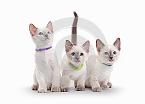Three small thai kittens on white background